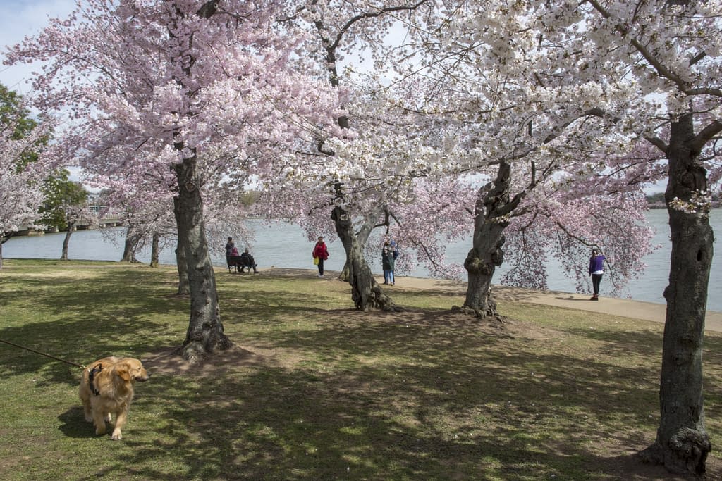 are dogs allowed at the national mall