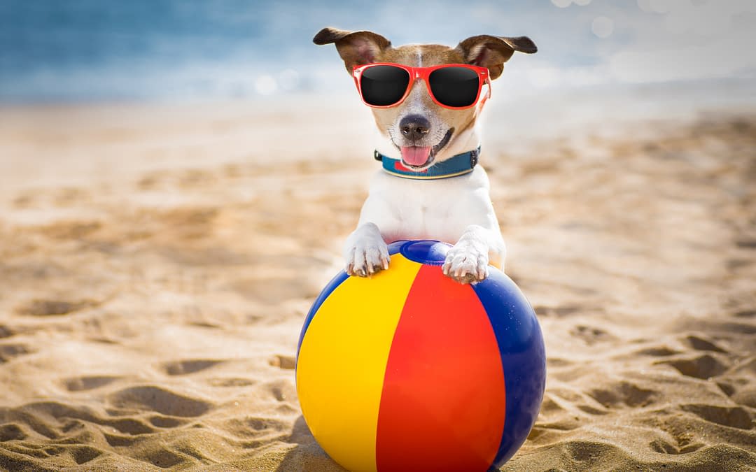 puppy-love-pet-sitters-washngton-dc-dog-at-beach-sunglasses- ocean-plastic-ball