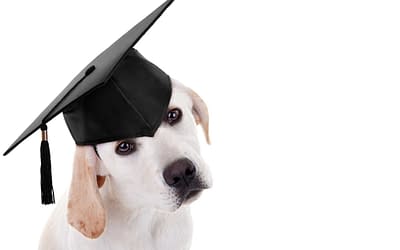 Scientific Dog Training – what’s it all about?
