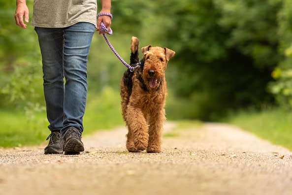 puppy-love-pet-sitters-dog-Airedale-Terrier-walking-CnO-canal