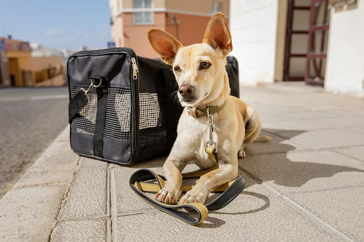 puppy-love-pet-sitters-dog-sitting-dc-cute-pup-sidewalk-dog-carrier