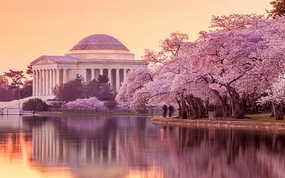 Dog Walking on the National Mall