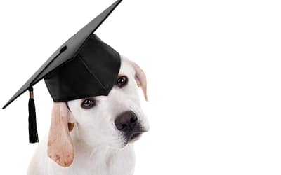 Scientific Dog Training – what’s it all about?